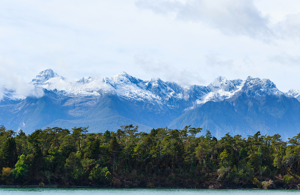 5 ways Chile is taking action to reforest trees | Marca Chile