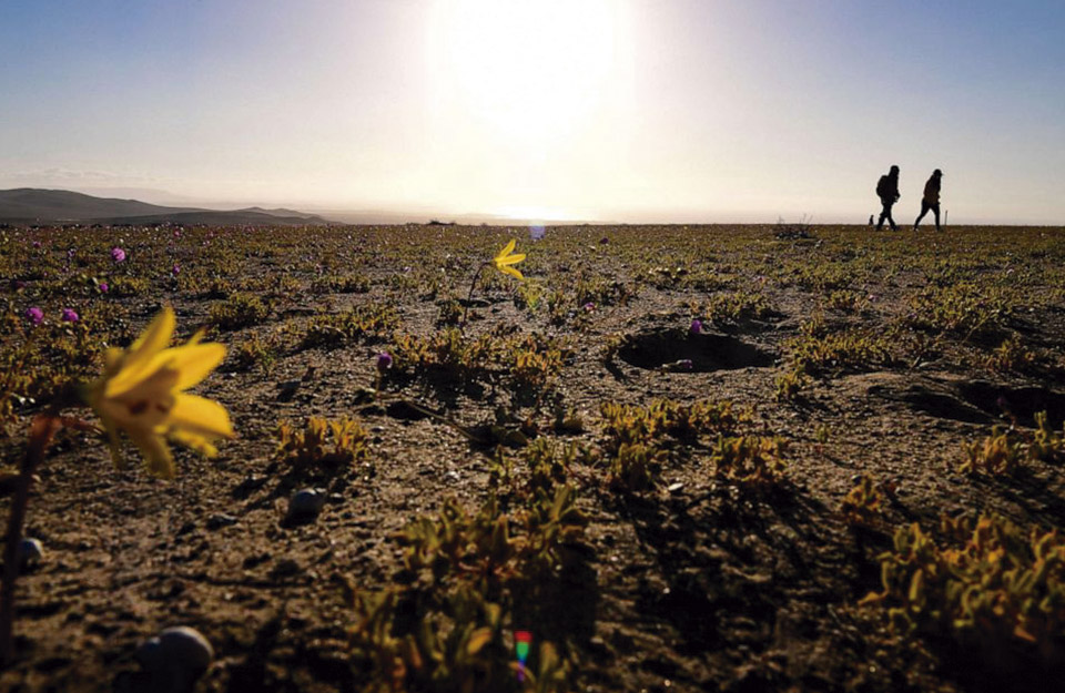 El desierto de Atacama estalla de color en una rara floración de flores silvestres | Marca Chile