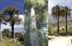 15 native trees representative of Chilean flora