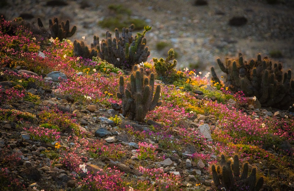 Desierto Florido será declarado parque nacional durante 2023 | Marca Chile