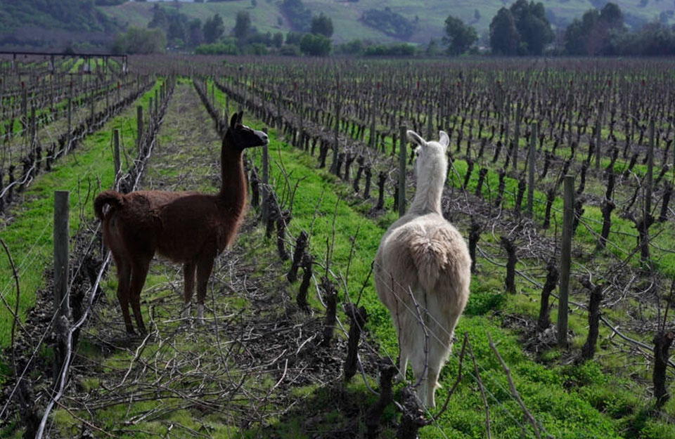 Productores de vinos chilenos rescatan viejas técnicas para afrontar cambio climático